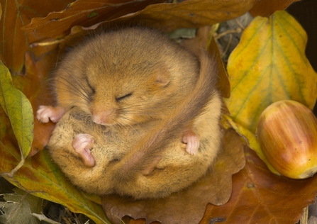 Hibernating dormouse ©Danny Green