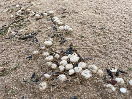 Sea potato shells © Mike Sturt