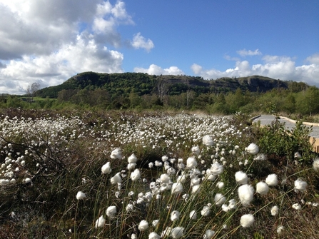 Image of cottongrass at Foulshaw Moss Nature Reserve credit Bex Lynam