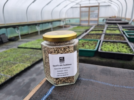 Harvested wild flower seed in a jar from Gosling Sike nursery