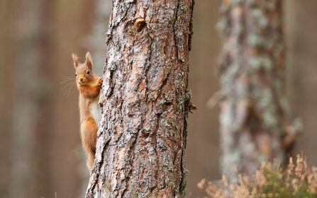 A red squirrel clinging to a tree trunk