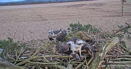 Image of pair of ospreys at Foulshaw Moss Nature Reserve