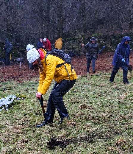 Image of woman planting tree at Staveley Woodlands credit Cumbria Wildlife Trust