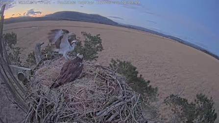 Foulshaw Osprey 2022 on the nest at Foulshaw Moss Nature Reserve