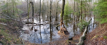 Photo of beaver activity in Cumbria credit Cumbria Beaver Group