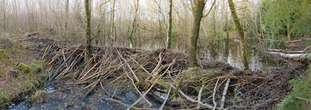 Image of beaver dam credit Cumbria Beaver Group