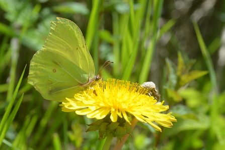 Brimstone butterfly photo Ryan Clark