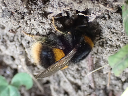 Buff tail queen photo Charlotte Rankin