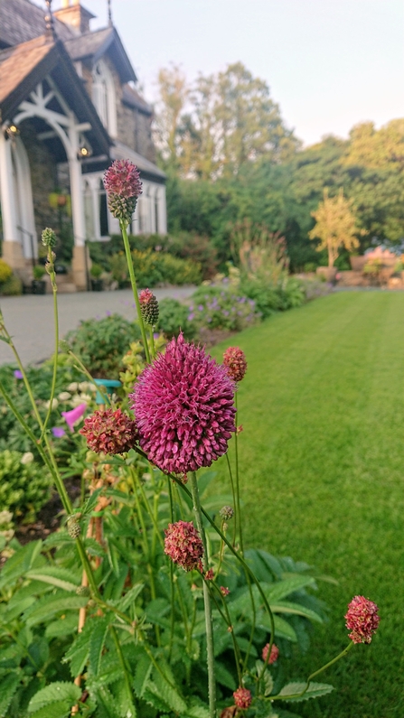 Cedar Manor - new border planting