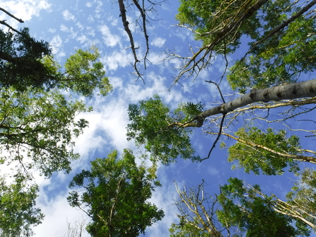 A view upwards into a canopy of ash trees