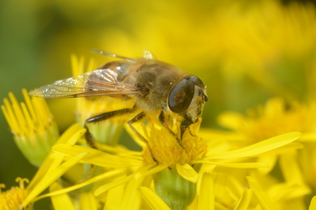 Eristalis Tenax photo Ryan Clark