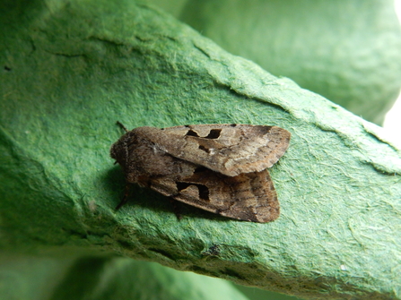 Hebrew character photo Amelia Bennett-Margrave