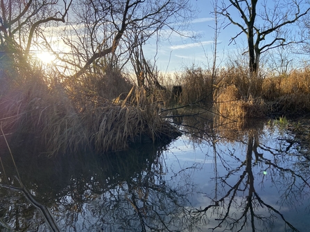 Image of beaver enclosure at Lowther Estate after beavers were reintroduced credit Cumbria Beaver Group