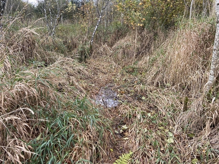 Image of Lowther estate before beaver enclosure credit Cumbria Beaver Group