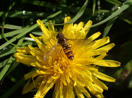 Marmalade hoverfly 2 photo Charlotte Rankin