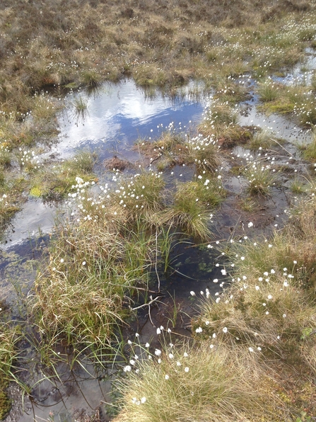 Image of cottongrass credit Cumbria Wildlife Trust
