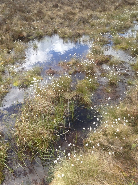 Image of cottongrass credit Cumbria Wildlife Trust