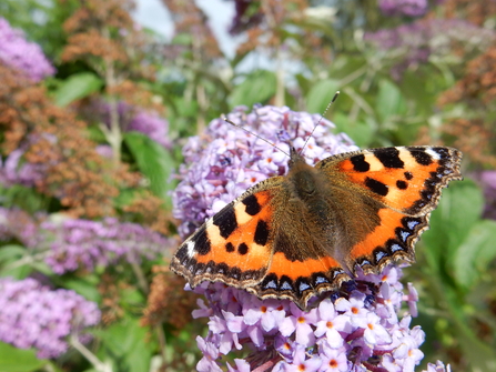 Small tortoiseshell photo Amelia Bennett-Margrave