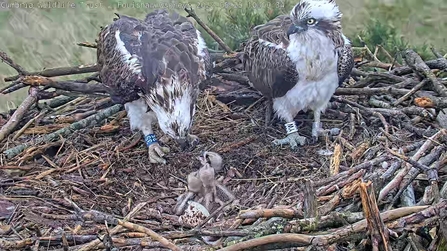 Image of ospreys and three chicks at Foulshaw Moss May 2022