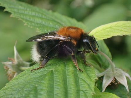 Tree Bumblebee queen photo Charlotte Rankin