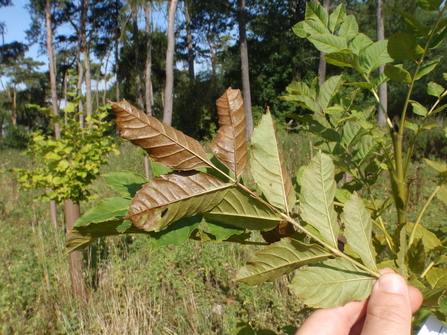 Foliage of an ash dieback tree copyright Barnably Wylder -Forestry England