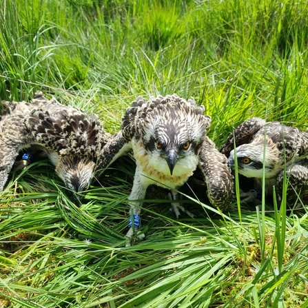 Image of three osprey chicks at Foulshaw Moss Nature Reserve 2022 credit Cumbria Wildlife Trust