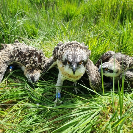 Image of three osprey chicks at Foulshaw Moss Nature Reserve 2022 credit Cumbria Wildlife Trust