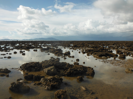 Image of Honeycomb worm reef at Allonby Bay on Solway Firth credit NWIFCA