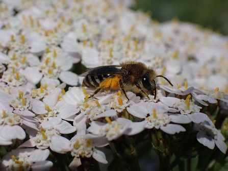 Davies' Colletes Bee (c) Charlotte Rankin