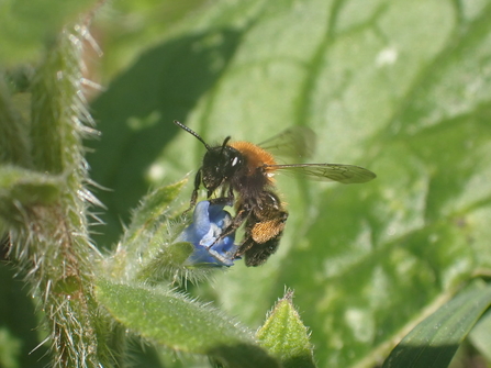 Gwynne's Mining Bee (c) Charlotte Rankin