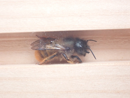 Red Mason Bee female in bee hotel (c) Charlotte Rankin