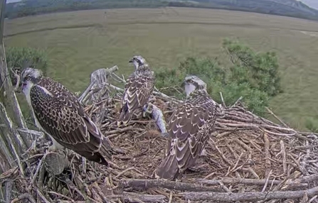 Image of three osprey chicks on nest 21 July 2022