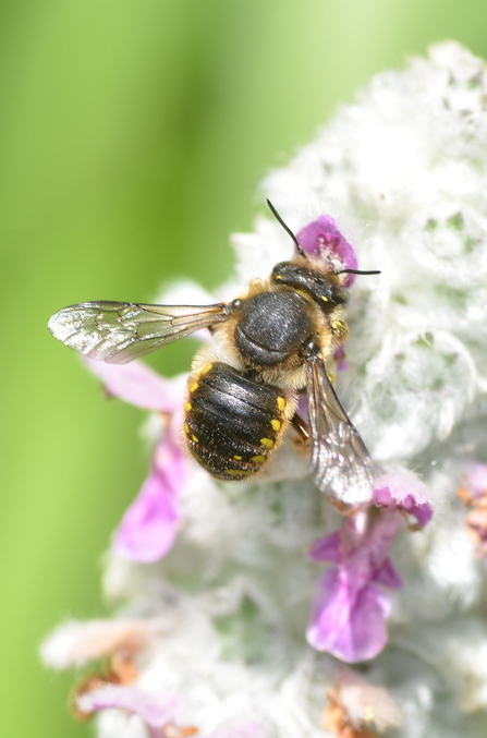 Wool Carder Bee (c) Ryan Clark