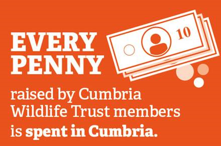 infographic every penny spent raised by Cumbria Wildllife Trust members is spent in Cumbria
