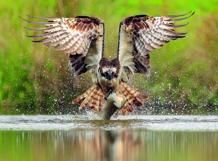 Osprey by Simon Roberts