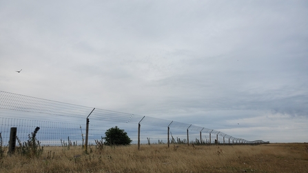 Image of predator-proof fence at South Walney credit Cumbria Wildlife Trust