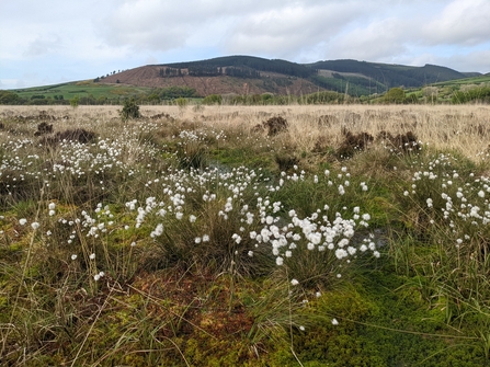 Image of Black Moss credit Cumbria Wildlife Trust