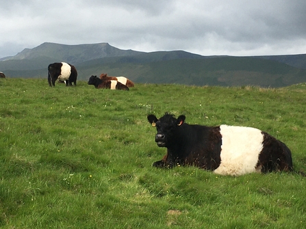 Belted Galloway