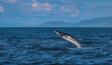 Image of minke whale credit Tom McDonnell