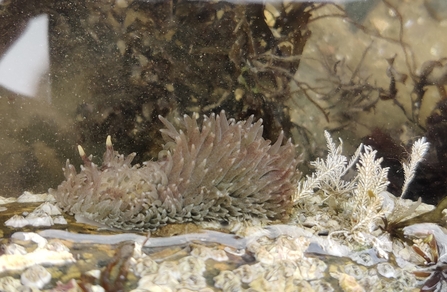 Image of grey sea slug credit Holly Stainton