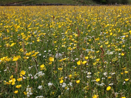 Image of hay meadows credit Cumbria Wildlife Trust