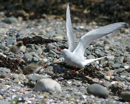 Image of Arctic tern and chick on shingle credit J Sheldon