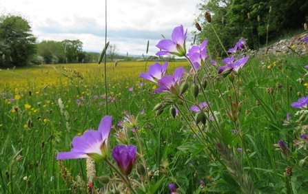 Bowber Head Farm Cumbria credit Cumbria Wildlife Trust