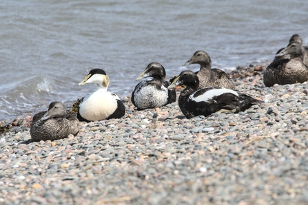 Image of eider ducks on shingle at South Walney nature reserve credit Cumbria Wildlife Trust