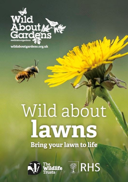 Cover of the Wild About Lawns leaflet featuring a dandelion and a bee