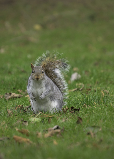 grey squirrel on grass copyright Rachel Bigsby