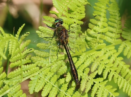 Downy Emerald Dragonfly Foulshaw Moss credit Chris Jepson-Brown