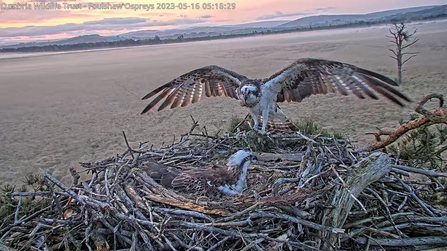 Early morning at Foulshaw Moss with White YW and Blue 35