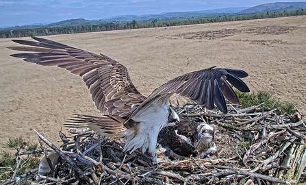 Foulshaw ospreys on the nest