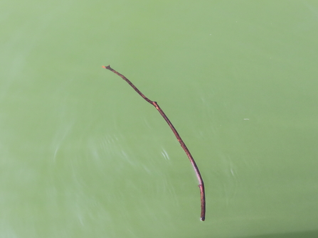 A stick in shallow opaque green water 